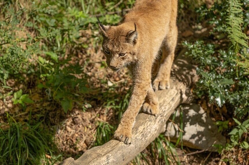 commercial footprint analysis report